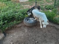 MAVİ GÖZLÜ SÜT BEYAZ ERKEK HUSKY SİBİRYA KURTLARI