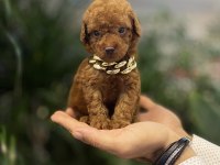 Tedi surat kore 585 gr oyuncak kaniş