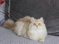 PAMUK KIZIMIZ YENİ AİLESİNE KAVUŞMAYI BEKLİYOR