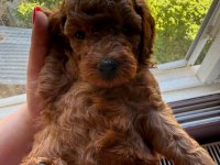 Toy poodle Kore a sınıf kalite