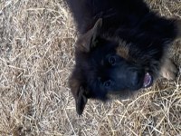 Orjinal siyah maske Alman çoban köpeği yavrular