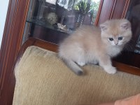 British shorthair cy12 dişi