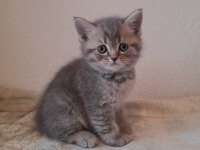 45 günlük british shorthair yavrular