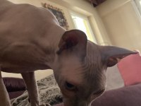 ACİL SFENKS KEDİMİZ