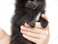 Black Pomeranian Boo