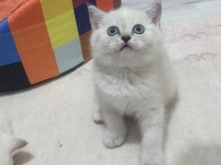 Scottish Blue Point