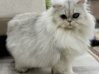 Kısırlaştırma şartıyla ücretsiz aşırı sevecen british