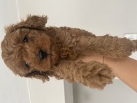 Toy poodle bebeğimiz için ulaşın