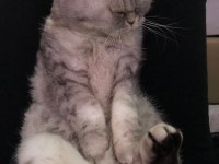 1 buçuk yaşında Dişi Exotic shorthair ve Yavruları