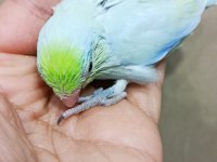 Görsel şölen turkuaz erkek cep papağanı
