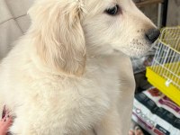 Son Golden Retriever Dişi Yavru Yeni Yuvasını Arıyor