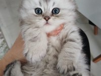 British longhair kedilerim sahipleri bekliyor