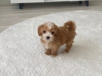 Minik sakin tatlı poodle köpüş