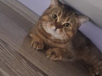 Tonton kedimiz yeni yuvasına gitmeye hazır