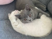 İki british shorthair kedimizi sahiplendirmek istiyoruz
