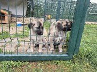 ÜST DÜZEY VASIFLI KANGAL YAVRULARI İZMİR
