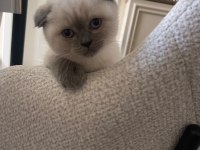 Scottish fold blue point yavrumuz