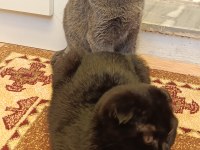 3 aylık scottish fold yavrular sahiplendirilecektir