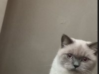 KEDİMİZ SAKIZA YUVA