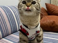 Evcil Uysal 1 Buçuk Yaşında Scottish Fold