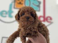 Petmode köpek çiftliğinden kore toy poodle