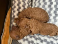 Wc Egıtımlı Ev Ortamına Uygun Poodle Bebekler