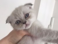2 aylık scottish fold hareketli sipsiler