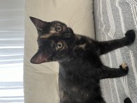 Scottish fold ve scottish straight