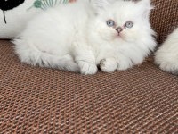 Kar topu sevenlere bebek kedilerim