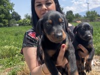 King doberman yavrularım
