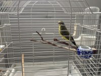 Mozambik green finch