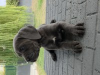 2 AYLIK ERKEK CANE CORSO KÖPEKLER SİYAH DİŞİLER BLUE