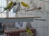 Tek tek veya hepsi birlikte muhabbet kuşlar