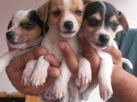 Kısa bacaklı jack russell yavrularımız