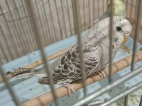 Eşe Atılmaya Hazır 6 Aylık İri Dişi Muhabbet Kuşu