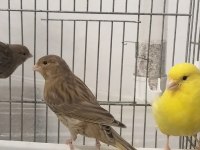 Kahverengi Kula Yavru Kuşlar
