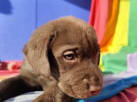 ÜRETİCİDEN A PLUS KALİTE LABRADOR YAVRULAR