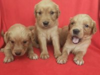 Kaliteli Golden Retriever Yavrularimiz
