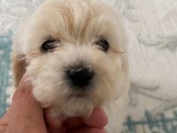 Orjinal Maltese Terrier Yavrularımız