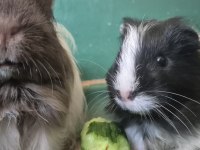 2 Aylık Erkek Ginepigler