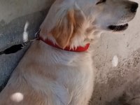 Golden 8 aylık
