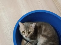Kısırlaştırılmamış dişi kedim