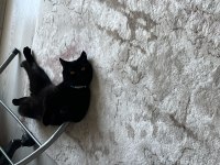 British shorthair çok sakin