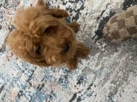TOY POODLE 4 AYLIK 17 PUAN
