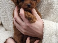Toy Poodle Yavruları Sizi Bekliyor!