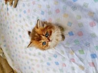 2 aylık golden british longhair dişi yavru