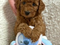 Aşılı Pasaportlu Mikro Çipli Toy Poodle