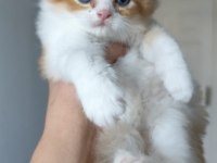 Teslime hazır minnoş kedilerim
