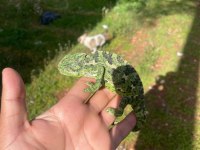 EVCİL YAVRU ELDE OYUN SEVEN RENK DEĞİŞTİREN BUKALEMUN
