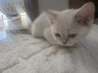 Maviş pamuk british kızım